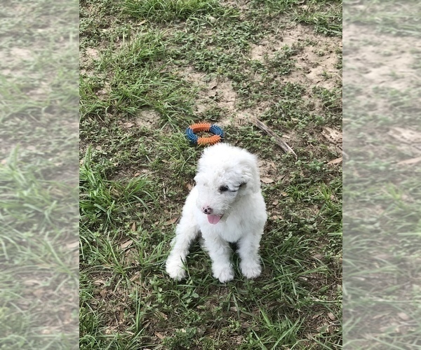 Medium Photo #2 Sheepadoodle Puppy For Sale in CRESTVIEW, FL, USA