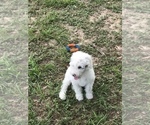 Small Photo #2 Sheepadoodle Puppy For Sale in CRESTVIEW, FL, USA