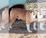 Small Photo #12 Olde English Bulldogge Puppy For Sale in ATHENS, AL, USA