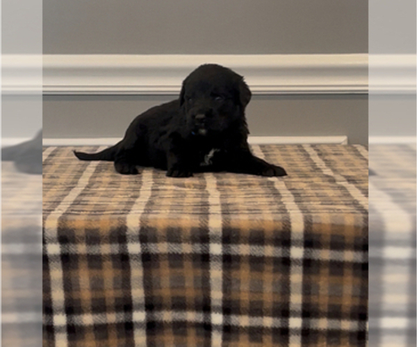 Medium Photo #3 Bernedoodle-Labradoodle Mix Puppy For Sale in MILFORD, NJ, USA