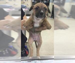 German Shepherd Dog-Unknown Mix Dogs for adoption in Riverside, CA, USA