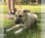 Small Great Pyrenees