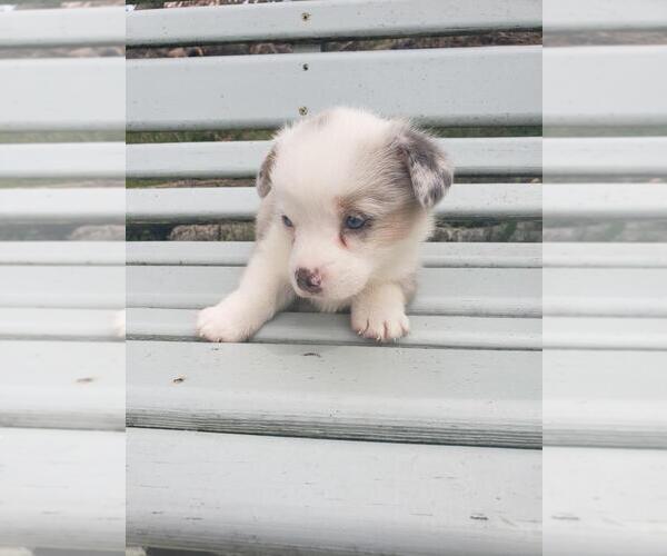 Medium Photo #1 Pembroke Welsh Corgi Puppy For Sale in MILTON, WI, USA