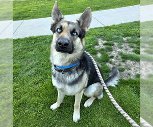 German Shepherd Dog Dogs for adoption in Long Beach, CA, USA
