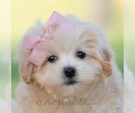 Puppy pippa F1 Maltipoo (Miniature)