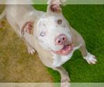 Small #1 American Staffordshire Terrier