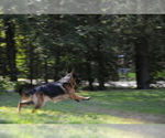 Small #1 German Shepherd Dog