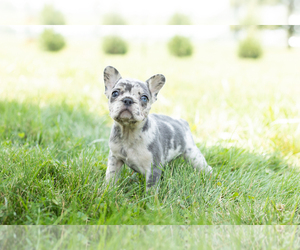 French Bulldog Puppy for sale in SYRACUSE, IN, USA