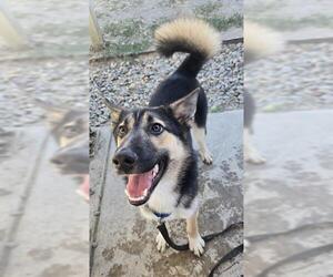 German Shepherd Dog Dogs for adoption in Sacramento, CA, USA