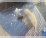 Small #3 American Pit Bull Terrier