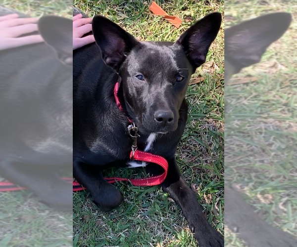 Medium Photo #5 Huskies -Labrador Retriever Mix Puppy For Sale in The Woodlands, TX, USA