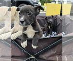 Small #2 Labrador Retriever Mix
