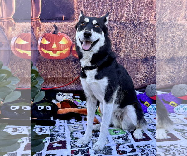 Medium Photo #9 Huskies -Unknown Mix Puppy For Sale in Lake Elsinore, CA, USA