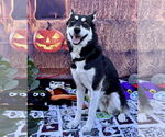 Small #8 Huskies  Mix