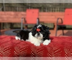 Small Photo #1 Mal-Shi Puppy For Sale in BUFORD, GA, USA