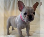 Small Photo #3 French Bulldog Puppy For Sale in HUTCHINSON, KS, USA