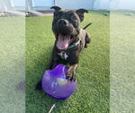 Small #24 American Pit Bull Terrier Mix