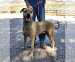 Small Photo #2 Mastiff-Unknown Mix Puppy For Sale in Golden Valley, AZ, USA