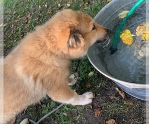 German Shepherd Dog-Great Pyrenees Mix Puppy for sale in TABERNACLE, NJ, USA