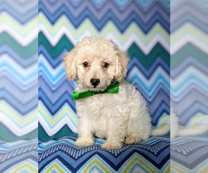Bichpoo Dog for Adoption in NOTTINGHAM, Pennsylvania USA