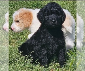 Goldendoodle-Poodle (Standard) Mix Puppy for sale in TARBORO, NC, USA