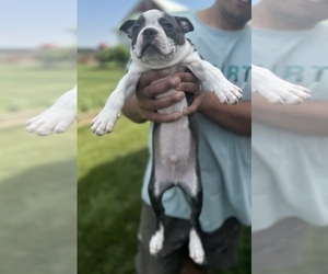 Boston Terrier Puppy for sale in BREMEN, IN, USA