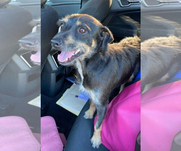 Medium Photo #1 Mutt Puppy For Sale in Grafton, WI, USA