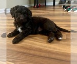 Small Photo #19 Bernedoodle Puppy For Sale in REYNOLDSBURG, OH, USA