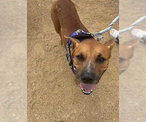 Black Mouth Cur-Unknown Mix Dogs for adoption in Corpus Christi, TX, USA