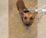 TANNER - Male Black Mouth Cur-Unknown Mix Dog for Adoption - Small photo