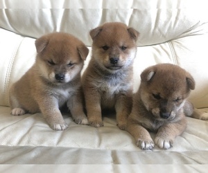 Medium Shiba Inu