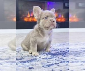 French Bulldog Puppy for Sale in FONTANA, California USA