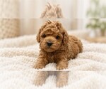 Poodles - Female Poodle (Miniature) Puppy for Sale - Photo #12