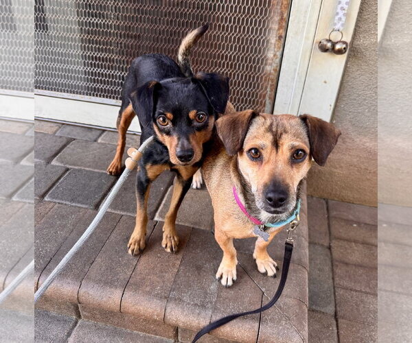 Medium Photo #3 Chiweenie Puppy For Sale in Santa Clara, CA, USA