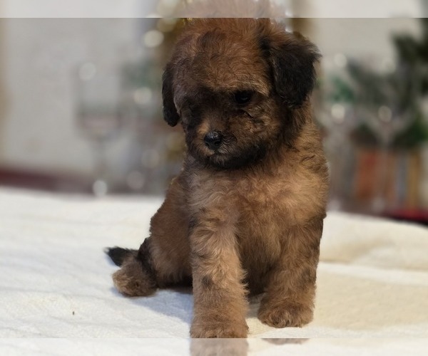 Medium Photo #7 Goldendoodle (Miniature) Puppy For Sale in DUBLIN, TX, USA