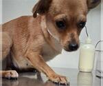 Small Chihuahua