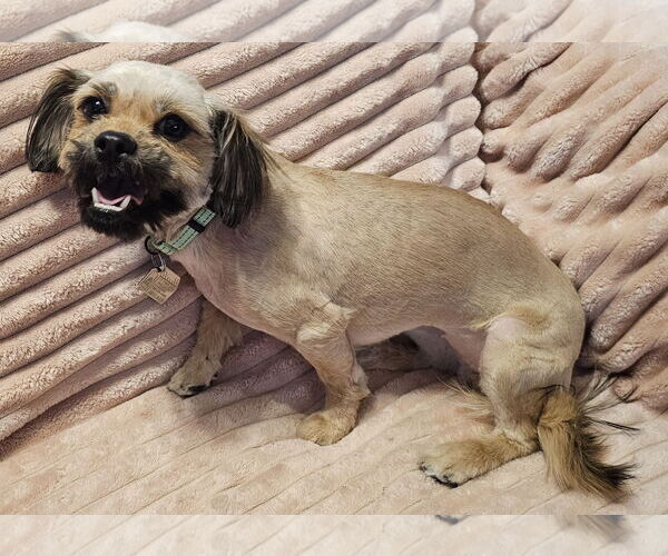 Medium Photo #3 Shiranian Puppy For Sale in Oakhurst, NJ, USA