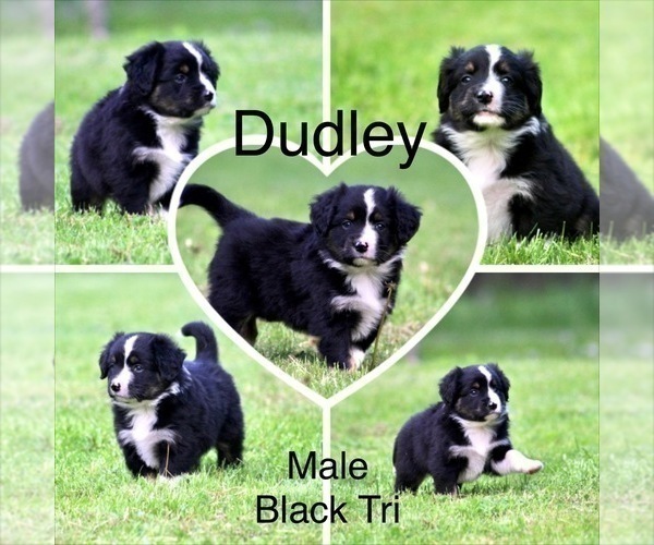 Medium Photo #1 Australian Shepherd Puppy For Sale in NEWTON FALLS, OH, USA