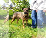 Small Photo #3 German Shepherd Dog-Unknown Mix Puppy For Sale in Sequim, WA, USA