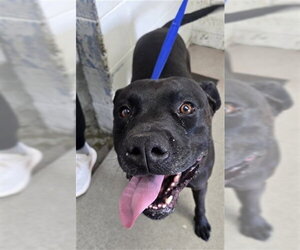 Mutt Dogs for adoption in San Bernardino, CA, USA