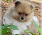 Small #21 Pomeranian