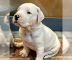 Small Photo #11 Dogo Argentino Puppy For Sale in AUSTIN, TX, USA