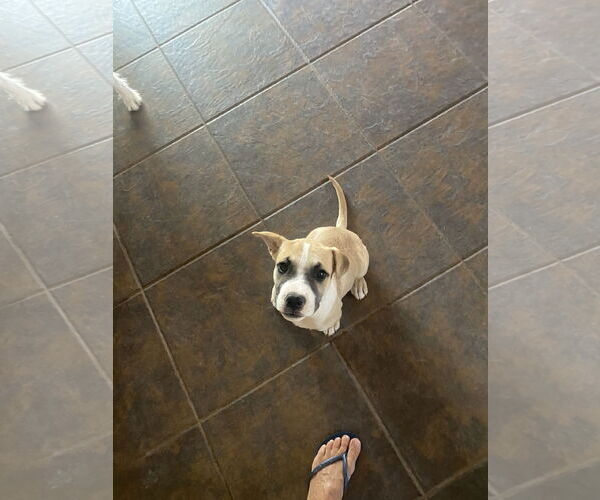Medium Photo #4 American Pit Bull Terrier-Golden Retriever Mix Puppy For Sale in Peoria, AZ, USA