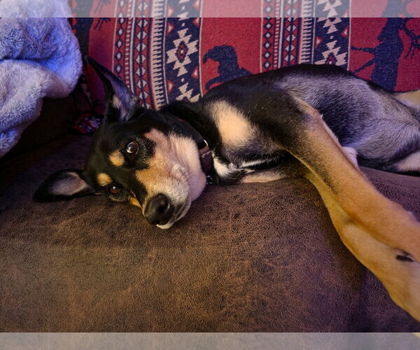 Medium Photo #5 Doberman Pinscher-Siberian Husky Mix Puppy For Sale in Minneaoplis, MN, USA