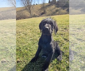 Labradoodle Puppy for Sale in WILLIAMSTOWN, Kentucky USA