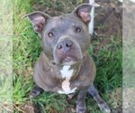 Small American Bulldog