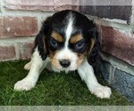 Small #11 Cavalier King Charles Spaniel