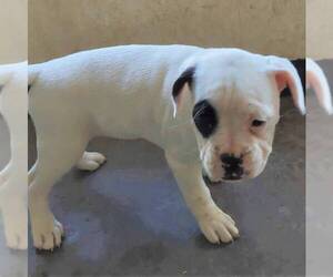 French Bulloxer Puppy for sale in CANAJOHARIE, NY, USA