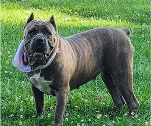 Mother of the Cane Corso puppies born on 08/27/2026