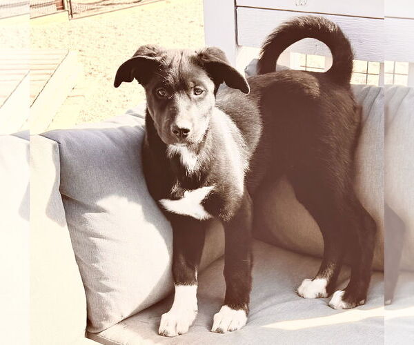 Medium Photo #4 Scottish Collisky Puppy For Sale in Littleton, CO, USA